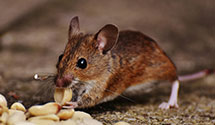 24 Hour & Emergency Exterminators in West Enola, PA